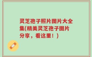 灵芝孢子照片图片大全集(精美灵芝孢子图片分享，看这里！)