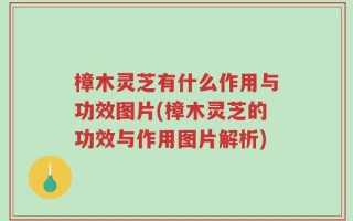 樟木灵芝有什么作用与功效图片(樟木灵芝的功效与作用图片解析)