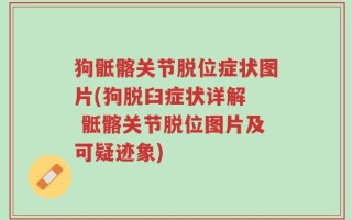 狗骶髂关节脱位症状图片(狗脱臼症状详解  骶髂关节脱位图片及可疑迹象)