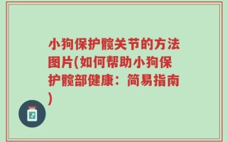小狗保护髋关节的方法图片(如何帮助小狗保护髋部健康：简易指南)