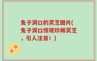 兔子洞口的灵芝图片(兔子洞口惊现珍稀灵芝，引人注目！)
