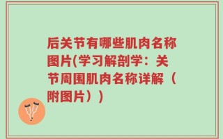 后关节有哪些肌肉名称图片(学习解剖学：关节周围肌肉名称详解（附图片）)