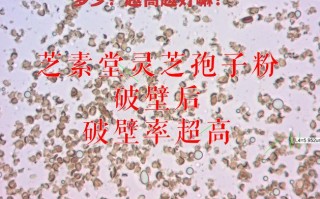 灵芝孢子粉破壁率一般多少？越高越好嘛？