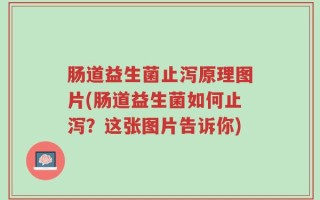 肠道益生菌止泻原理图片(肠道益生菌如何止泻？这张图片告诉你)
