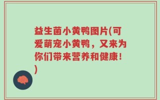 益生菌小黄鸭图片(可爱萌宠小黄鸭，又来为你们带来营养和健康！)