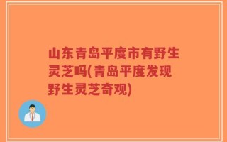 山东青岛平度市有野生灵芝吗(青岛平度发现野生灵芝奇观)