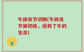 牛蹄关节切断(牛蹄关节被切除，拯救了牛的生命)
