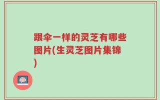 跟伞一样的灵芝有哪些图片(生灵芝图片集锦)