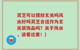 灵芝可以摆放玄关吗风水好吗灵芝合适作为玄关装饰品吗？关于风水，请看这里！)
