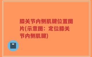 膝关节内侧肌腱位置图片(示意图：定位膝关节内侧肌腱)