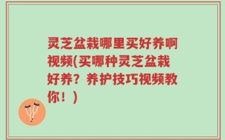 灵芝盆栽哪里买好养啊视频(买哪种灵芝盆栽好养？养护技巧视频教你！)