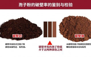 破壁灵芝孢子粉常见的几种工艺