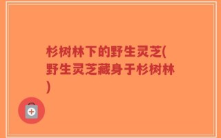 杉树林下的野生灵芝(野生灵芝藏身于杉树林)