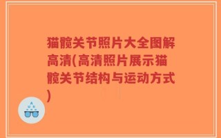 猫髋关节照片大全图解高清(高清照片展示猫髋关节结构与运动方式)