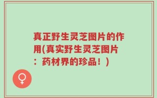 真正野生灵芝图片的作用(真实野生灵芝图片：药材界的珍品！)