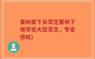 栗树底下长灵芝栗林下现罕见大型灵芝，专家惊叹)