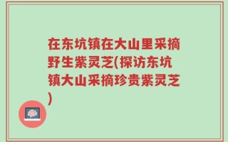 在东坑镇在大山里采摘野生紫灵芝(探访东坑镇大山采摘珍贵紫灵芝)