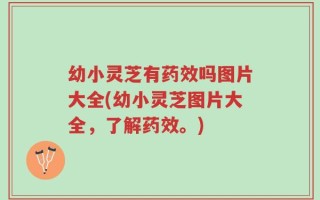 幼小灵芝有药效吗图片大全(幼小灵芝图片大全，了解药效。)