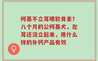 柯基不立耳喂软骨素？八个月的公柯基犬，左耳还没立起来，用什么样的补钙产品有效