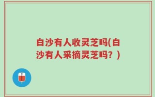 白沙有人收灵芝吗(白沙有人采摘灵芝吗？)
