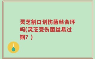 灵芝割口划伤菌丝会坏吗(灵芝受伤菌丝易过期？)
