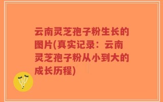 云南灵芝孢子粉生长的图片(真实记录：云南灵芝孢子粉从小到大的成长历程)