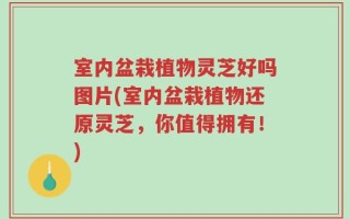 室内盆栽植物灵芝好吗图片(室内盆栽植物还原灵芝，你值得拥有！)