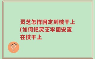 灵芝怎样固定到枝干上(如何把灵芝牢固安置在枝干上