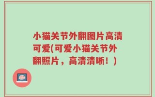 小猫关节外翻图片高清可爱(可爱小猫关节外翻照片，高清清晰！)