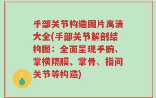 手部关节构造图片高清大全(手部关节解剖结构图：全面呈现手腕、掌横隔膜、掌骨、指间关节等构造)