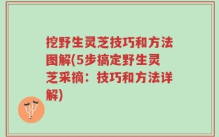 挖野生灵芝技巧和方法图解(5步搞定野生灵芝采摘：技巧和方法详解)