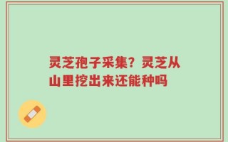 灵芝孢子采集？灵芝从山里挖出来还能种吗