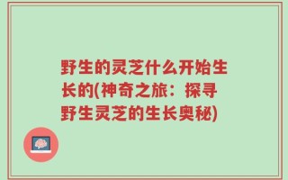 野生的灵芝什么开始生长的(神奇之旅：探寻野生灵芝的生长奥秘)