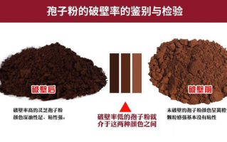 灵芝孢子粉会有油吗？什么样的灵芝孢子粉好？