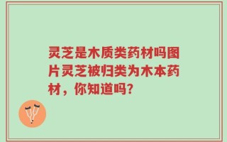 灵芝是木质类药材吗图片灵芝被归类为木本药材，你知道吗？