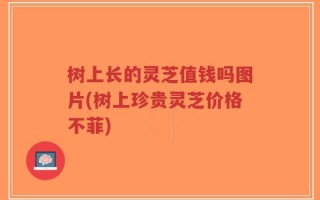 树上长的灵芝值钱吗图片(树上珍贵灵芝价格不菲)