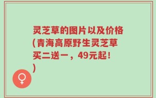 灵芝草的图片以及价格(青海高原野生灵芝草买二送一，49元起！)