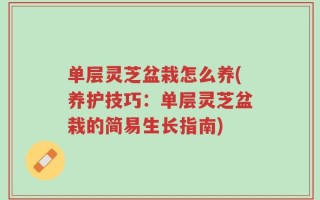 单层灵芝盆栽怎么养(养护技巧：单层灵芝盆栽的简易生长指南)