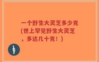 一个野生大灵芝多少克(世上罕见野生大灵芝，多达几十克！)
