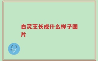 白灵芝长成什么样子图片