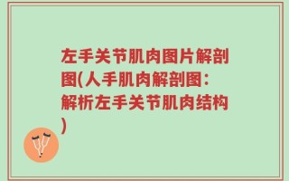 左手关节肌肉图片解剖图(人手肌肉解剖图：解析左手关节肌肉结构)