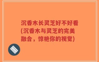 沉香木长灵芝好不好看(沉香木与灵芝的完美融合，惊艳你的视觉)