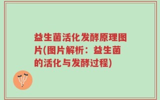益生菌活化发酵原理图片(图片解析：益生菌的活化与发酵过程)
