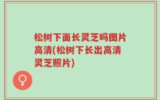 松树下面长灵芝吗图片高清(松树下长出高清灵芝照片)