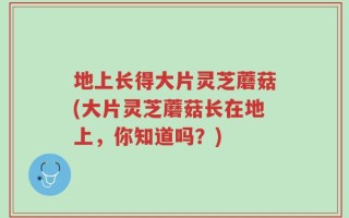 地上长得大片灵芝蘑菇(大片灵芝蘑菇长在地上，你知道吗？)