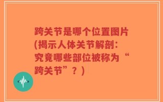 跨关节是哪个位置图片(揭示人体关节解剖：究竟哪些部位被称为“跨关节”？)