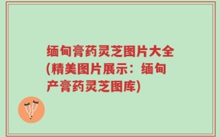 缅甸膏药灵芝图片大全(精美图片展示：缅甸产膏药灵芝图库)