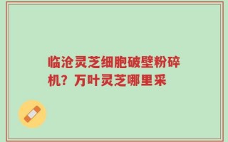 临沧灵芝细胞破壁粉碎机？万叶灵芝哪里采