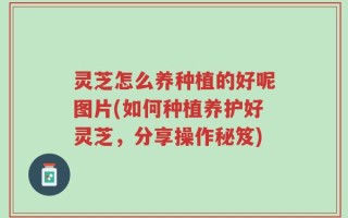 灵芝怎么养种植的好呢图片(如何种植养护好灵芝，分享操作秘笈)