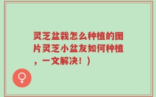 灵芝盆栽怎么种植的图片灵芝小盆友如何种植，一文解决！)